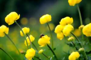 photo Des petites bêtes si utiles