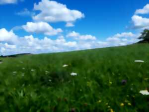 photo Balade autour des plantes