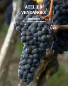 photo Atelier Vendanges au Château Haut Chaigneau