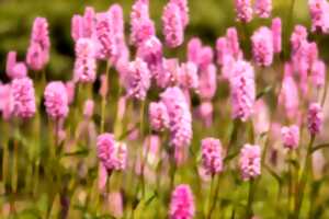 photo À la découverte des fleurs (I) : La flore printanière