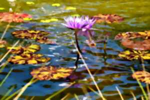 photo À la découverte des fleurs (II) : Bord de Meuse, lisière, rochers