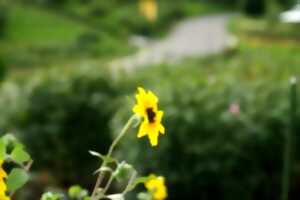photo À la découverte des fleurs (IV) : La flore estivale des bords de chemins