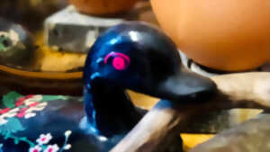 photo SEMAINE DE LA MARIONETTE ET DES FORMES ANIMÉES