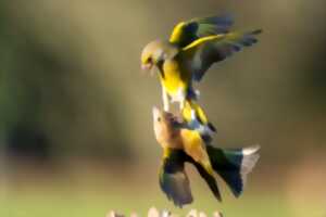 photo Atelier nature (3-5 ans) : A la découverte des oiseaux