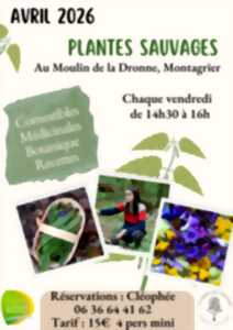 photo Atelier plantes sauvages
