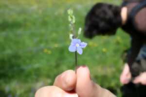 photo Les plantes et les bords des chemins