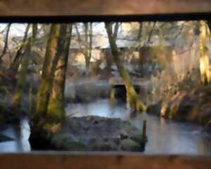 photo Faune et Flore de l’étang