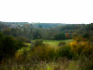 photo Marche gourmande