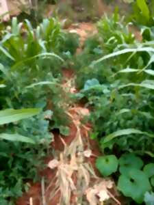 photo Atelier syntropie