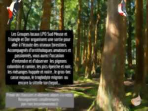 photo Sortie découverte des oiseaux en forêt de Sainte Geneviève