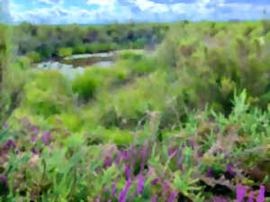 photo Plantes comestibles et médicinales