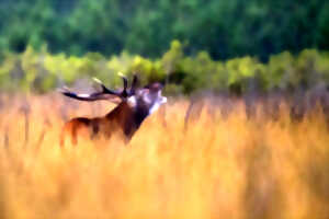 photo 48h Nature de Nouvelle Aquitaine : le brame du cerf