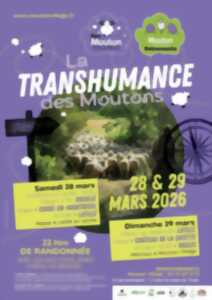 photo La Transhumance des Moutons