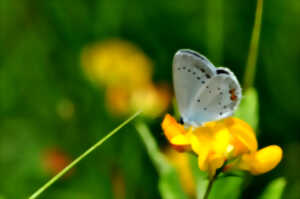 photo Les papillons du Pinail