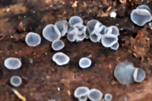 photo Sortie mycologique sur la réserve du Pinail