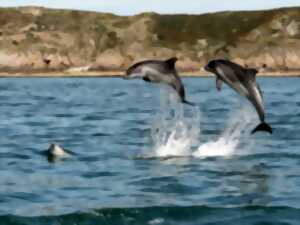 photo Café-patrimoine « Les mammifères marins de la mer de la Manche » par Maïlys Baudoint