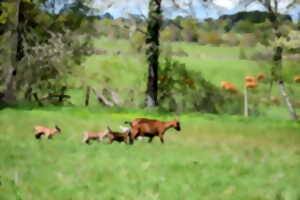 photo Venez buller avec les chèvres
