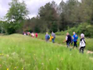 photo Randonnée en immersion dans les milieux humides