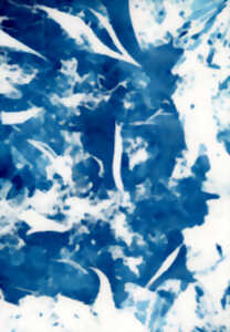 photo Lumière sur les prairies fleuries