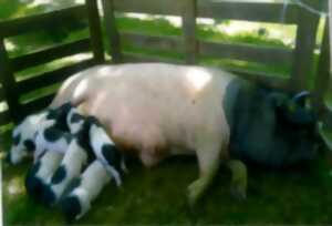 photo Repas gastronomique autour du cochon Cul Noir