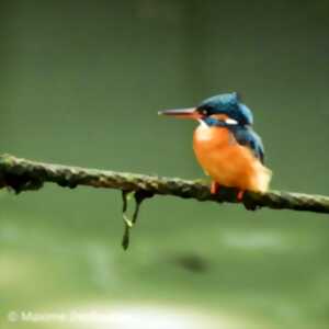 photo Rencontre avec Jocelyn Desmares, ornithologue