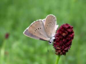 photo A la découverte des papillons du Ried de la Lutter