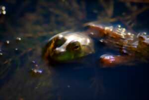 photo Les chants des amphibiens