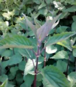 photo Atelier autour de l'ortie