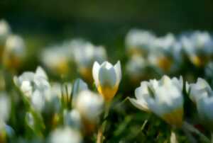 photo LE PRINTEMPS DES POÈTES