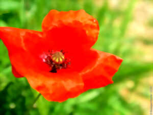 photo EXPOSITION PAYSAGES ET BIODIVERSITE