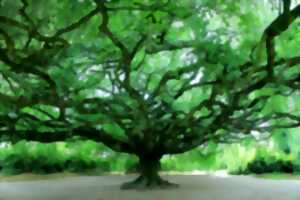 photo Arbres remarquables de France