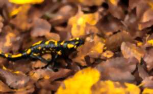 photo La nuit des salamandres