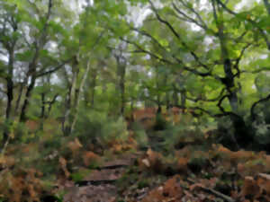 photo Aux couleurs de l'automne