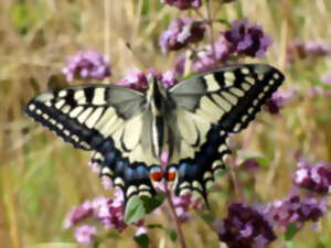 photo En'quête d'insectes !