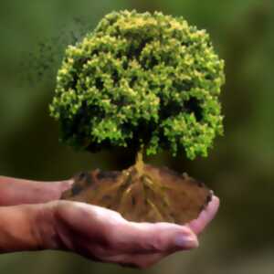 photo Stage d’initiation à la sylvothérapie  – Châteaux en fête