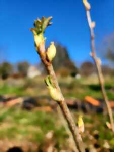 photo Atelier bourgeons