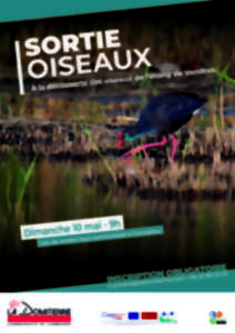 photo SORTIE OISEAUX