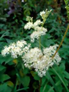 photo Balade et atelier Cuisine sauvage