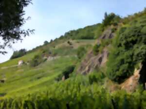 photo Ebike dans le vignoble du Rangen