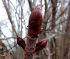 photo Journée découverte de la Gemmothérapie