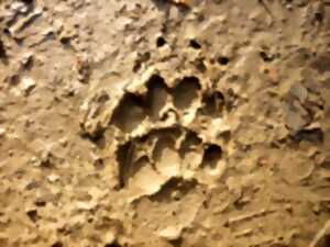 photo TRACES ET INDICES