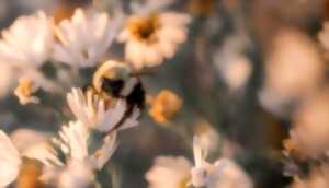 photo Animation ruche pédagogique