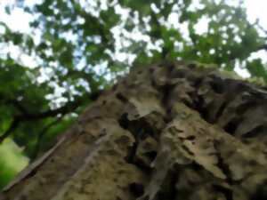 photo LA SECONDE VIE D’UN ARBRE