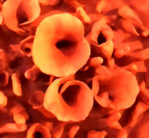 photo Journées des Métiers d'Art : exposition Terre à Cœurs - Cécile Laissus