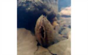 photo Conférence sur la Mulette perlière (moule d’eau douce)