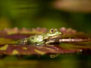 photo À la tombée de la nuit dans la nature