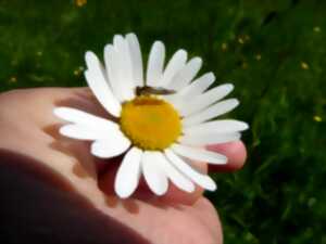 photo Balade botanique et rencontre avec les pollinisateurs
