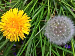 photo Plantes sauvages des villes et villages : Laissez moi pousser !