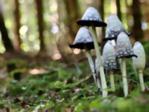 photo Les beautés sauvages du vallon du Heimbach