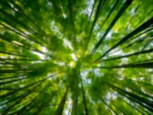 photo Sortie nature et bain de forêt